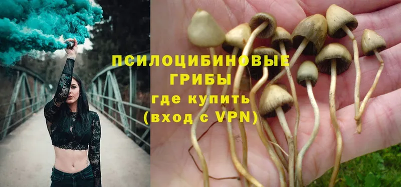 Галлюциногенные грибы Psilocybe  Клинцы 